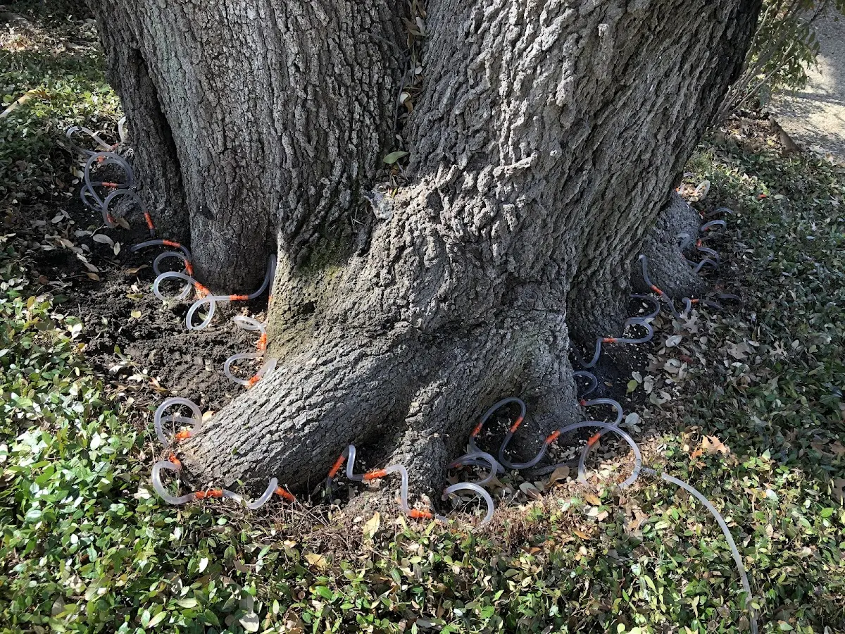 Detailed Shrub and Hedge Trimming job site in Leander