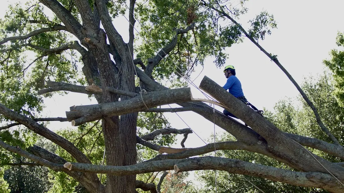 Professional Crown Thinning performed by certified arborists in Leander