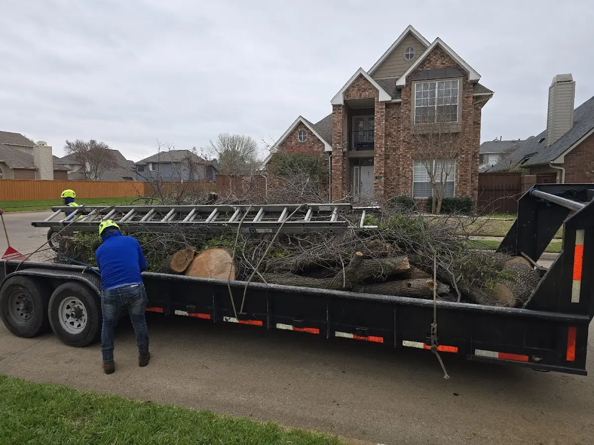Expert Tree Pest Control with proper safety equipment in Leander